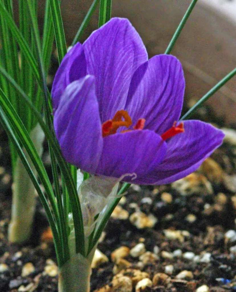 Purple saffron crocus flower in bloom, source of saffron threads