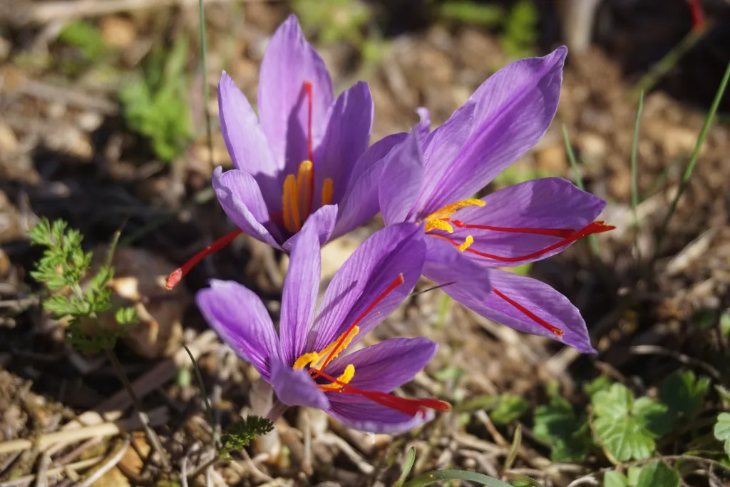 Different varieties of saffron spice showing color and texture