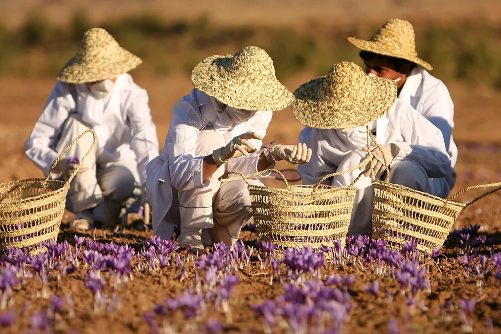 Saffron for Anxiety: What the Research Actually Shows