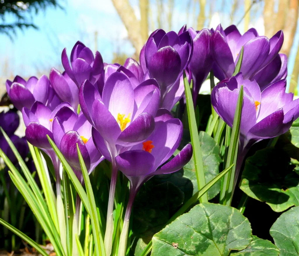 Saffron for Skin: Benefits, Uses, and DIY Face Mask Recipes