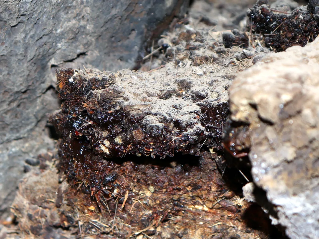 Natural shilajit resin seeping from a rock wall in a lava tube
